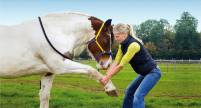 Gelenkmobilisation beim Pferd - Tierphysiotherapie Katharina Prost
